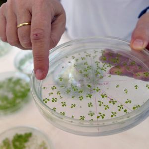 noua-cale-proiectata-in-plante-ii-permite-sa-suga-mai-mult-co₂