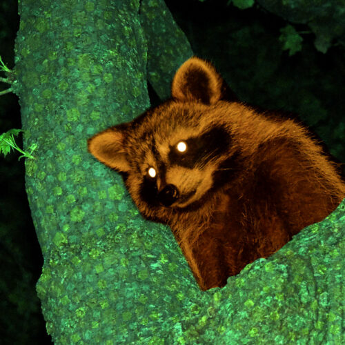 modder-injecteaza-dialogul-ai-in-crossing-animal-din-2002-folosind-memoria-hack