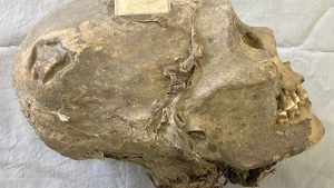 capul-mumificat-in-varsta-de-350-de-ani-din-bolivia-nu-este-ceea-ce-pare