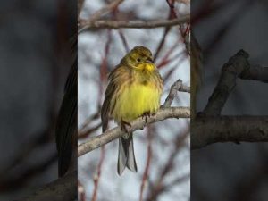 Обыкновенная овсянка || Emberiza citrinella