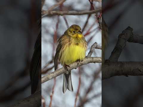Обыкновенная овсянка || Emberiza citrinella