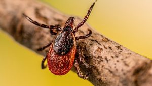 „frica-ta-este-bine-intemeiata”:-modul-in-care-activitatile-umane-au-ridicat-riscul-de-boli-transmise-de-capuse-precum-lyme